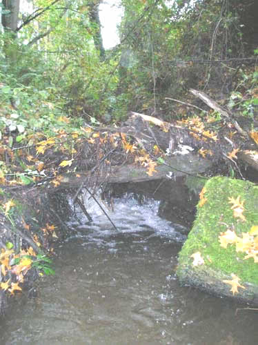 Photo of Walker Creek showing small log jam