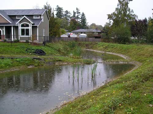 Photo of stormwater detention pond with cattails growing in it