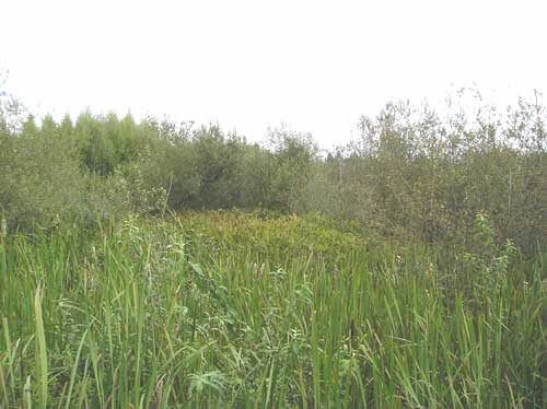 Photo of wetlands on Walker Creek