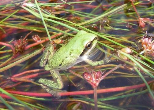 tree frog in wetland