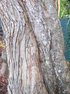 Common hawthorn - Crataegus monogyna - click for larger image
