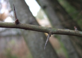Common hawthorn - Crataegus monogyna - click for larger image