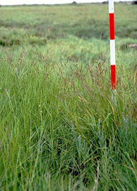 Saltmeadow cordgrass plants