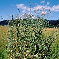 vochin knapweed plant