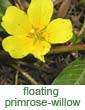 floating primrose-willow (Ludwigia peploides)