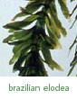 Brazilian elodea