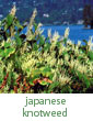Japanese knotweed
