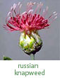 Russian knapweed