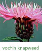 vochin knapweed