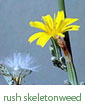 rush skeletonweed