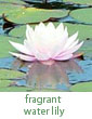 fragrant water lily