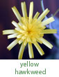 yellow hawkweed