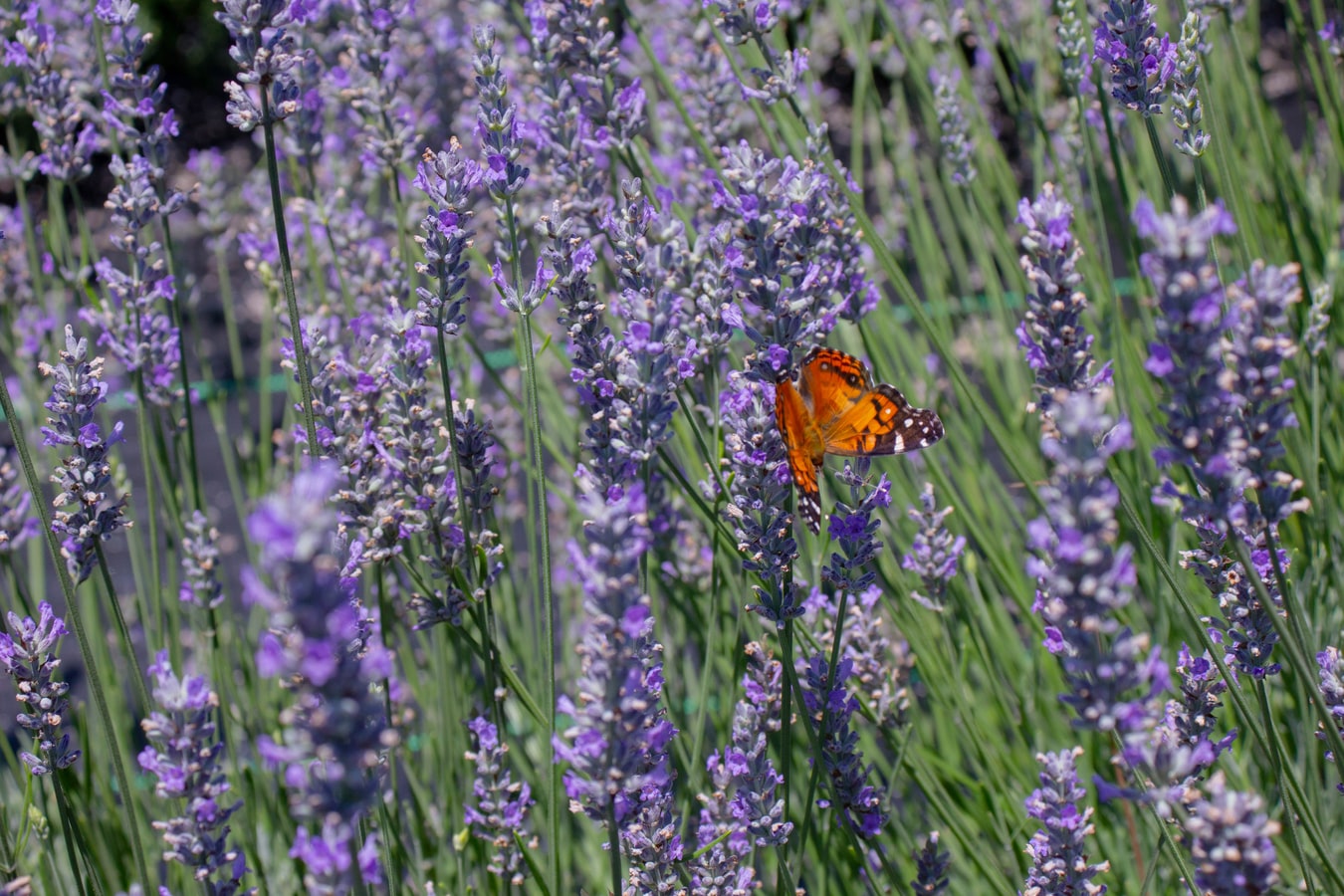 Butterfly-Lavender