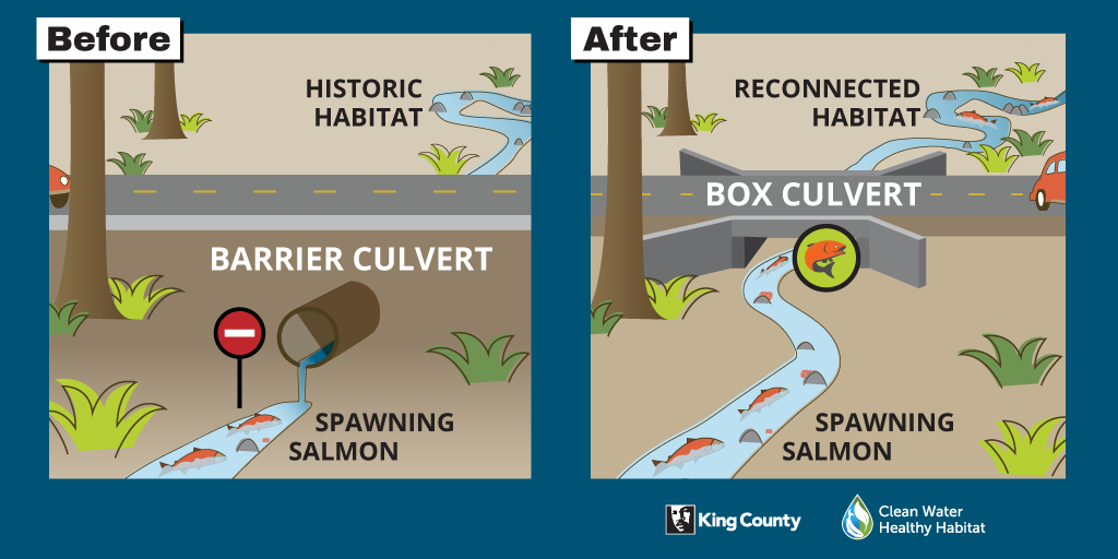 Barrier culvert compared to box culvert that enables salmon to reach historic habitat to spawn