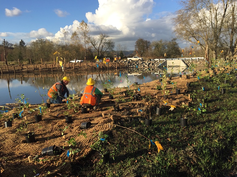 A team adds native plants alongside a flood risk reduction project on the Lower Snoqualmie River in 2018.