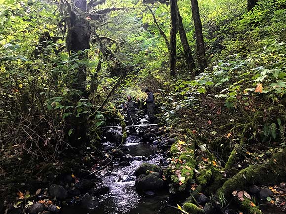 Cristy Creek stream survey