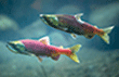 Kokanee salmon
