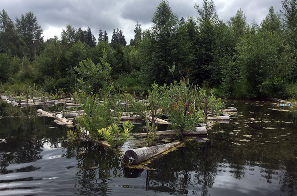 The North Habitat includes the Otter Pond Willow Rafts.