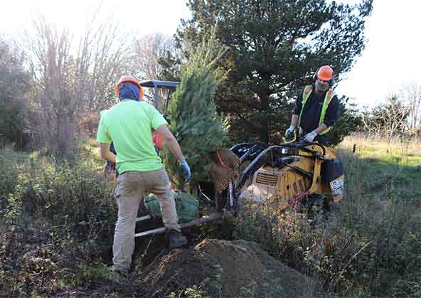 Workers replanting trees at discovery park