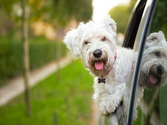 Dog_White_Riding_in_Car_Tag
