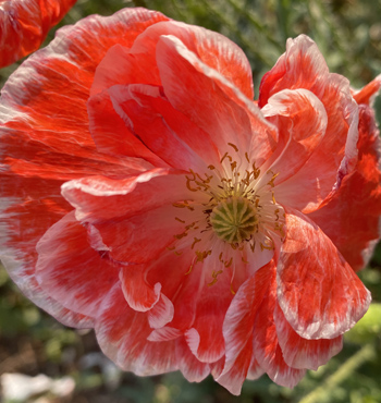 Red poppy petals fringed with white