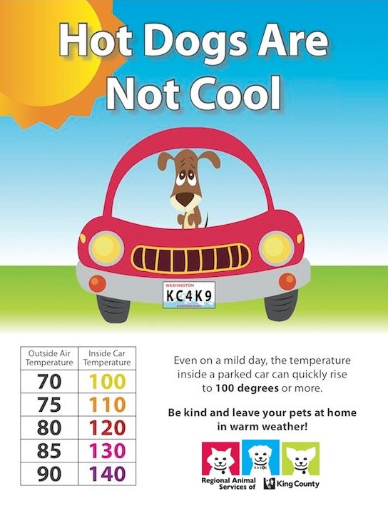 Graphic with title Hot Dogs Are Not Cool