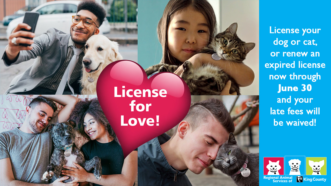 License for Love graphic with photos of people with their licensed cats or dogs