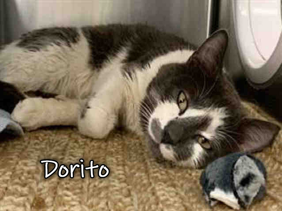 Photo of Dorito, a cat