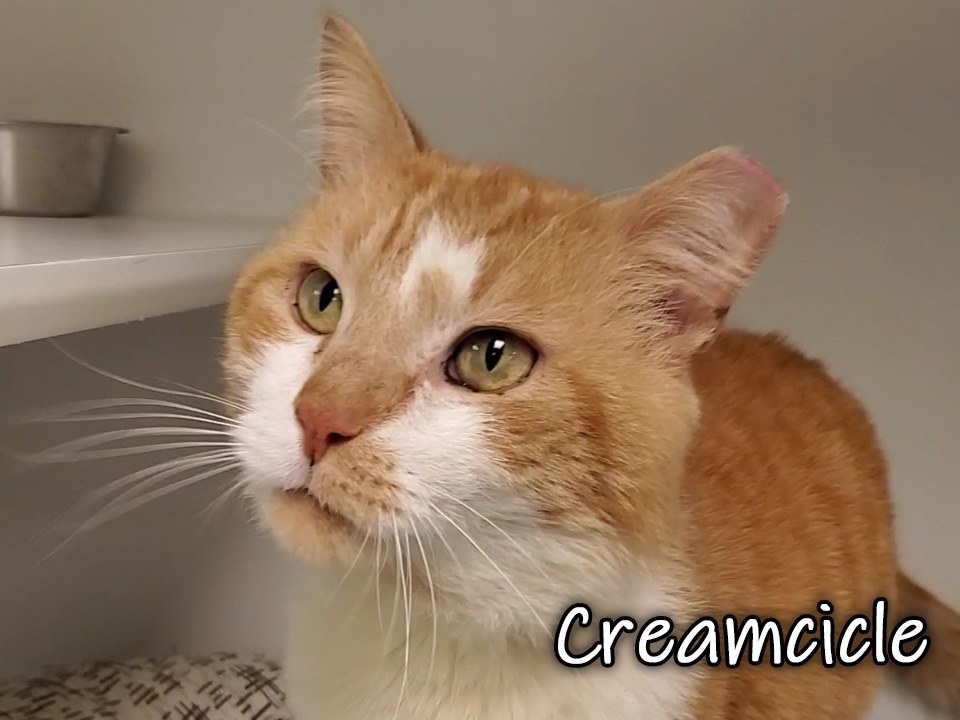 Photo of Creamcicle, an orange and white male tabby cat
