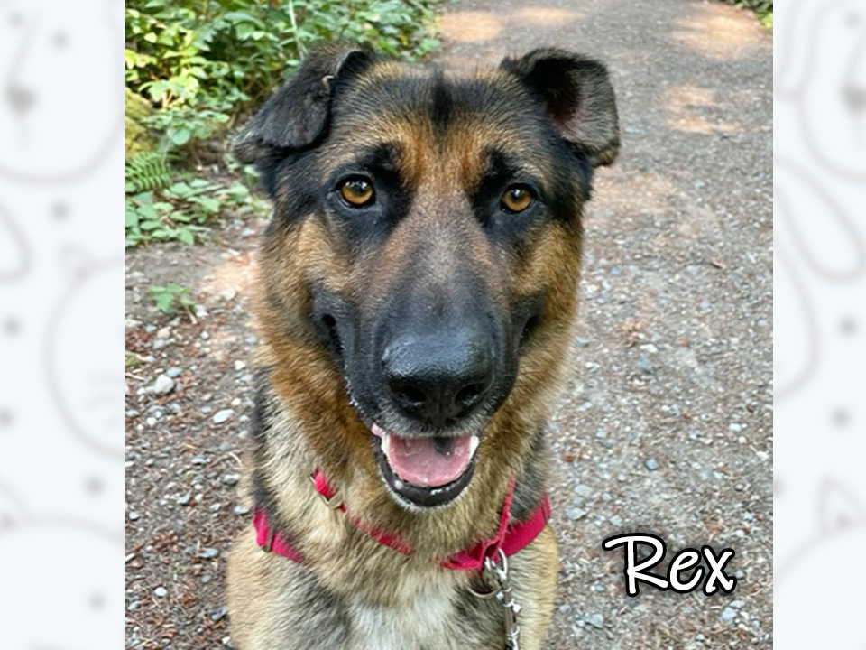 Photo of Rex, a dog