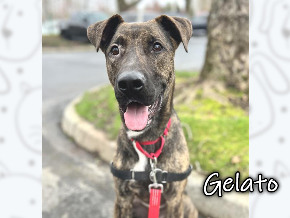 Photo of Gelato, a brown brindle and white pit bull/German Shepherd mix dog