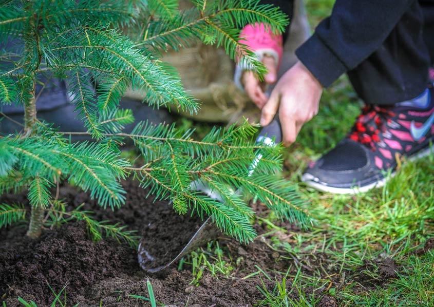 King County pledged to plant one million trees by 2020.