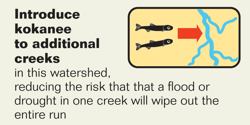 Recommendation 4: Introduce kokanee to additional creeks.