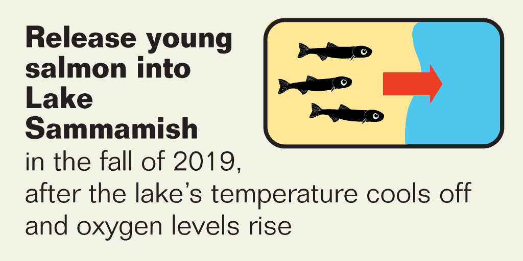 Recommendation 5: Release young salmon into Lake Sammamish
