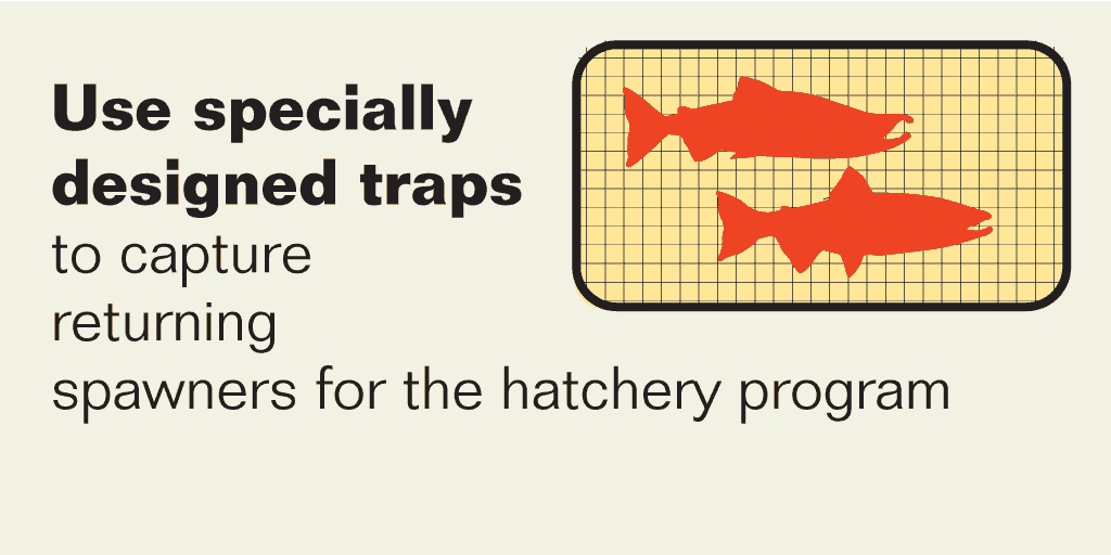 Recommendation 2: Use specially designed traps