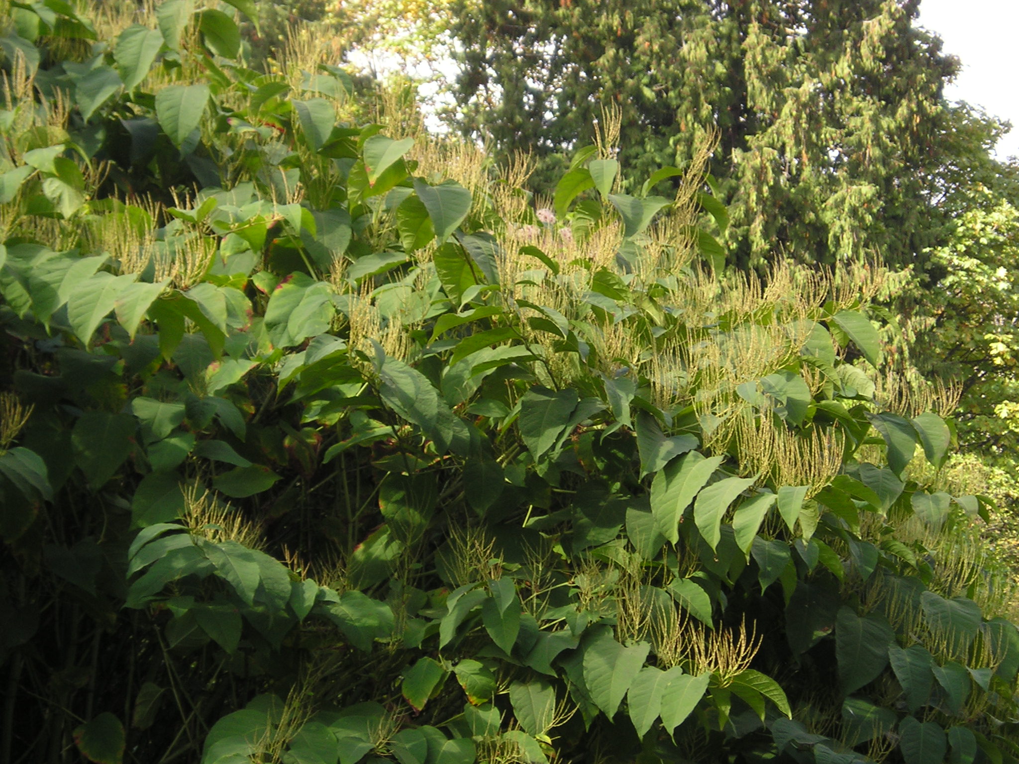Bohemian knotweed stand in fall