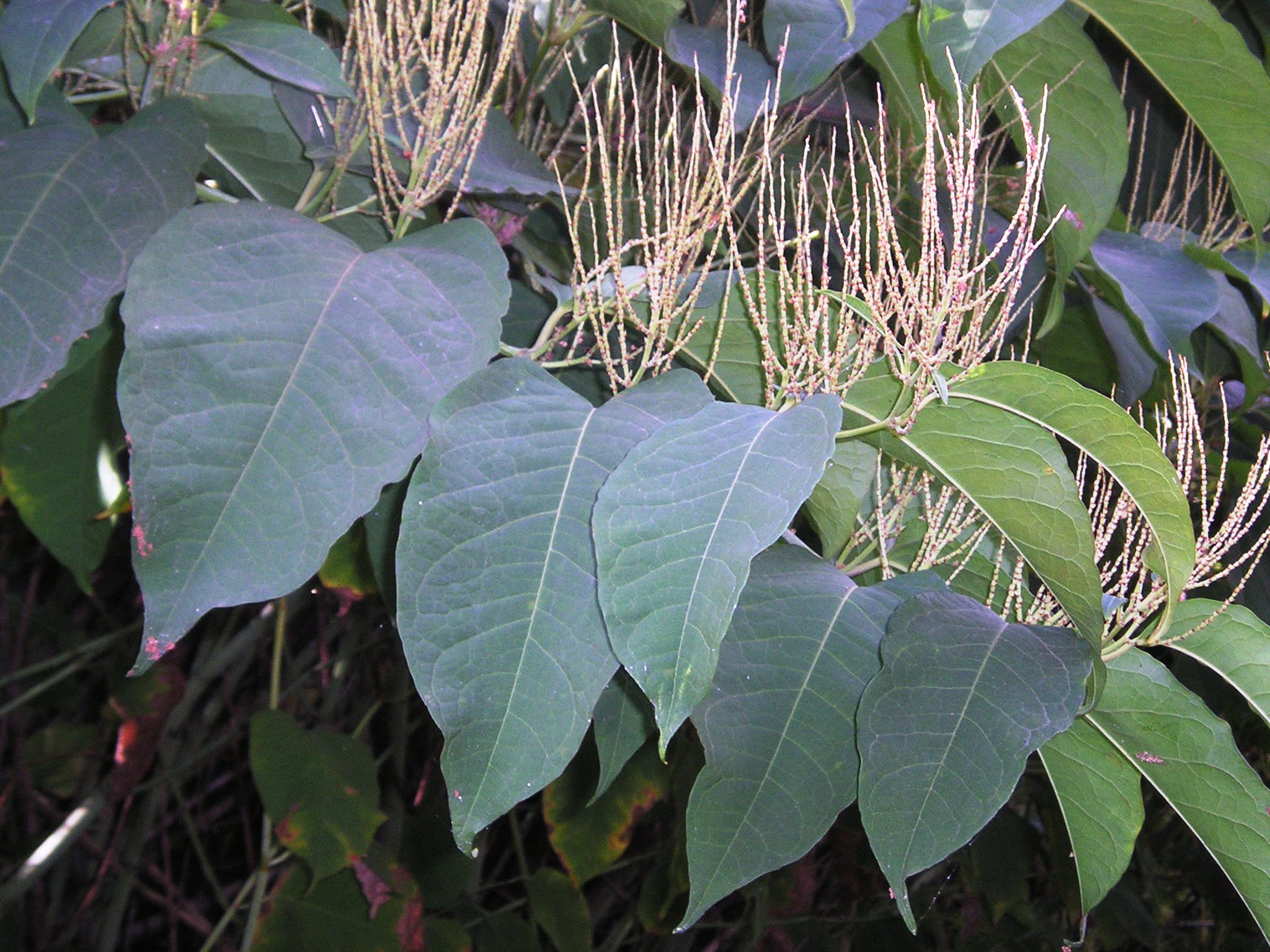 Bohemian knotweed leaves