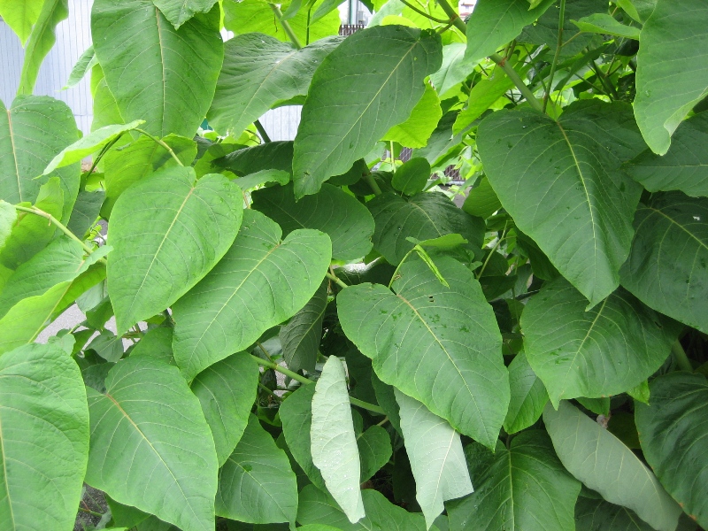Image of Giant knotweed leaves