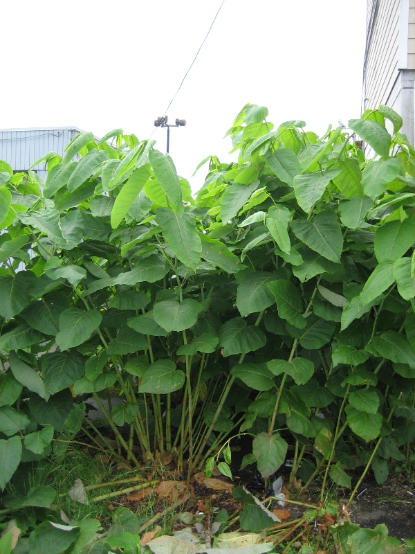 Image of Giant knotweed stems