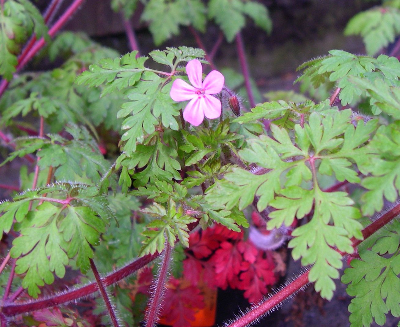 Herb Robert Identification And Control Geranium Robertianum King County