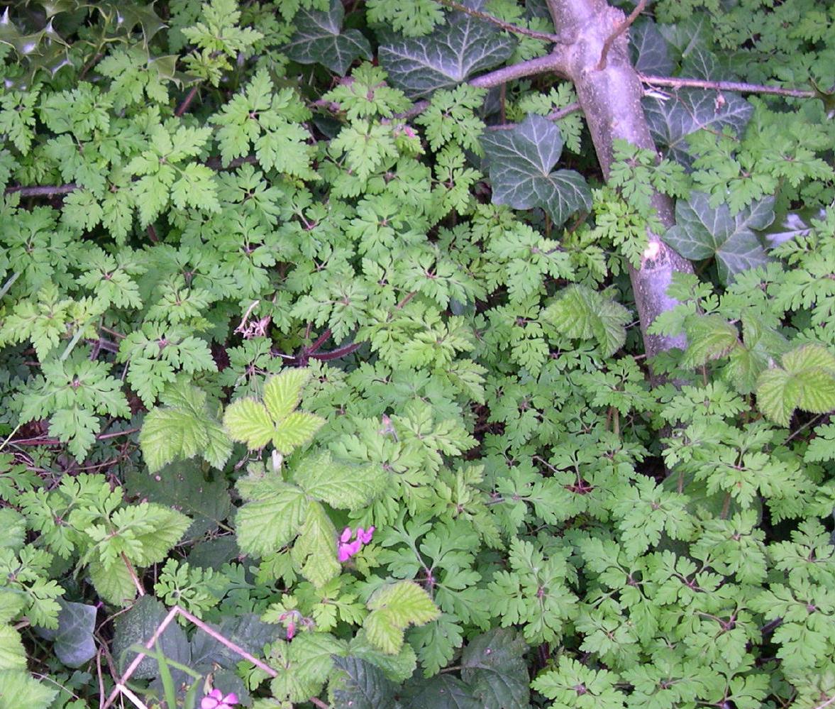 herb robert identification and control: geranium robertianum