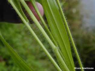 False Brome (Brachypodium sylvaticum) Stem and Leaf Closeup - click for larger image