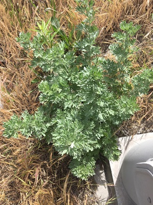 Absinth wormwood plant - Artemisia absinthium