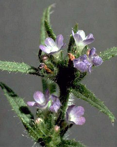 annual bugloss flowers - please click for larger image