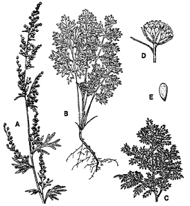 Absinth wormwood - Artemisia absinthium illustration