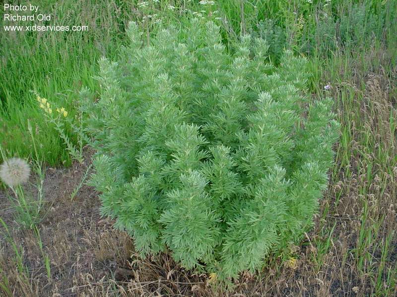 Absinth wormwood - Artemisia absinthium plant