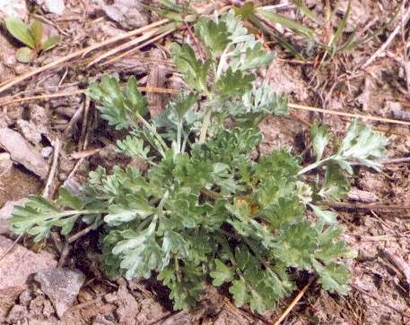Absinth wormwood - Artemisia absinthium young plant