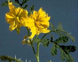 buffalobur flowers and stem