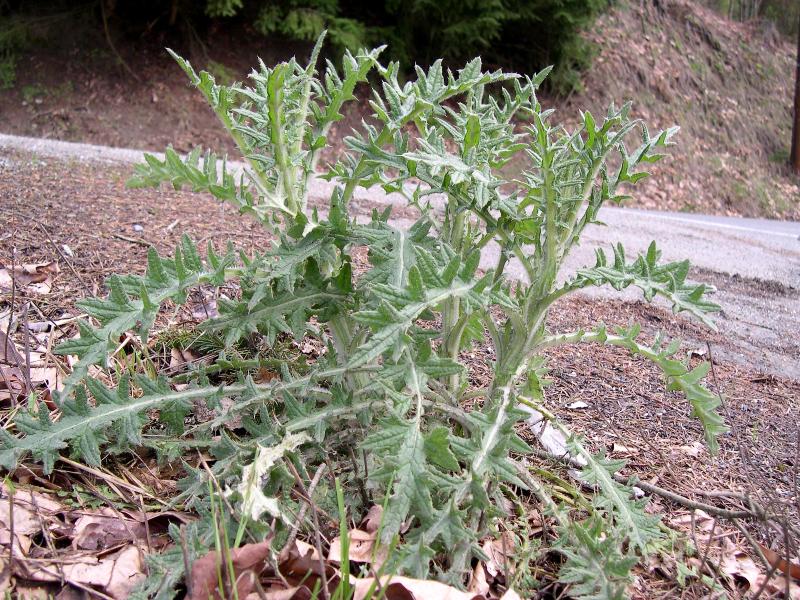 Image of Bull thistle weed free to use