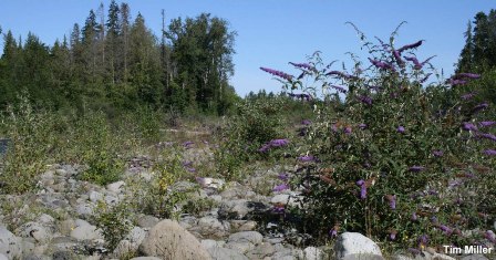 Butterfly bush on a floodplain - click for larger image